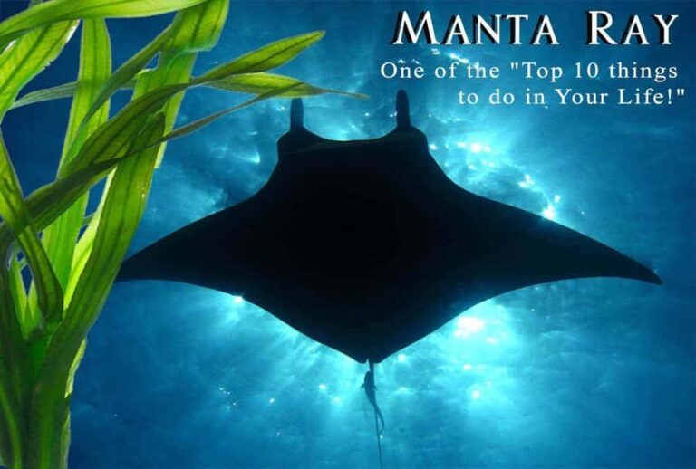 Kailua-Kona: Manta Ray Night Snorkel SMALL GROUP - What is the Kailua-Kona Manta Ray Night Snorkel Tour?