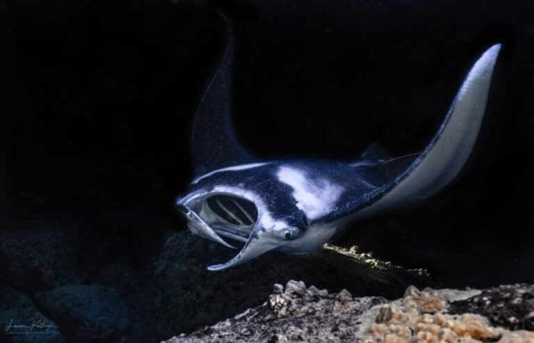 Kailua Kona: Manta Ray Night Snorkel Tour with Guide - Why the Manta Ray Night Snorkel Tour Stands Out