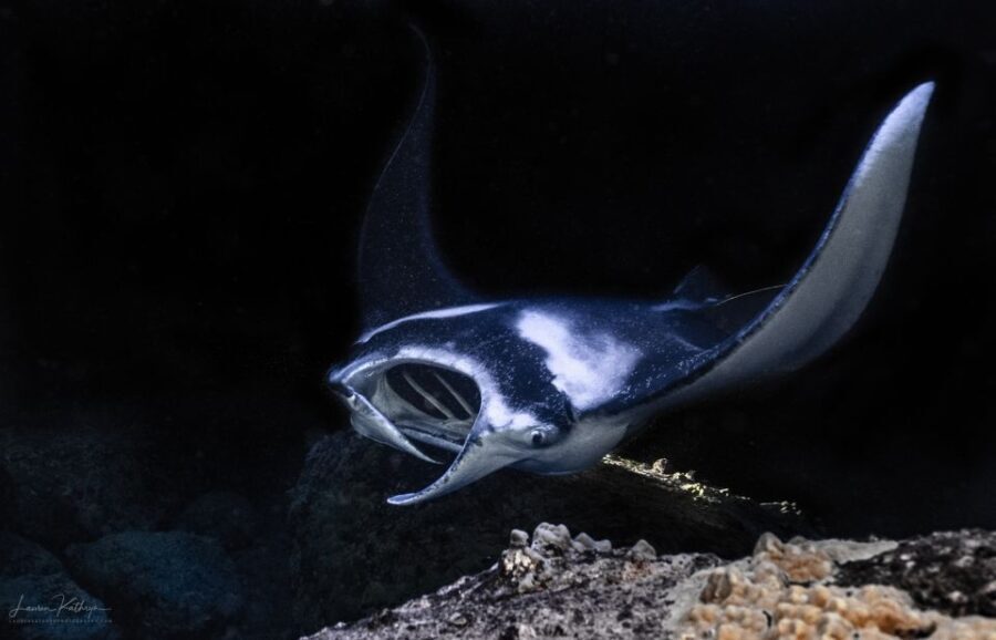 Kailua Kona: Manta Ray Night Snorkel Tour with Guide - Why the Manta Ray Night Snorkel Tour Stands Out