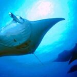 Kailua-Kona: Manta Ray Snorkeling and Sunset Sailing Cruise - Why This Tour Is a Great Choice
