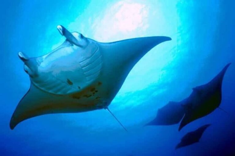 Kailua-Kona: Manta Ray Snorkeling and Sunset Sailing Cruise - Why This Tour Is a Great Choice