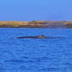 Kailua Kona Whale Watching Boat Tour Experience - Who Will Love This Tour?