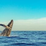 Kailua-Kona: Whale Watching Cruise on the Big Island - Who Should Consider This Tour?