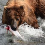 Katmai Alaska: Brooks Falls Bear Viewing by Floatplane - Why This Tour Is Worth Considering