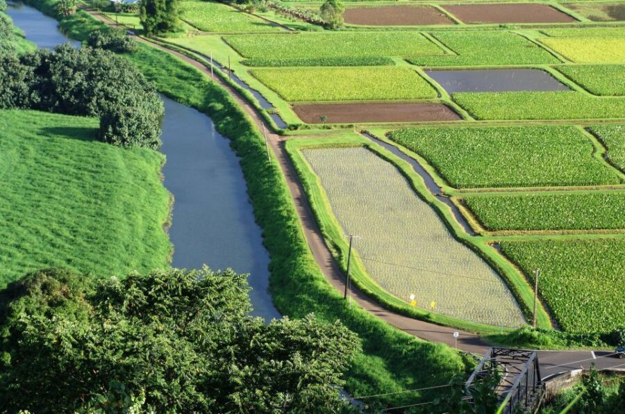 Kauai Northeast Tour, Fern Grotto River Cruise & Lighthouse - What’s Included and What to Consider