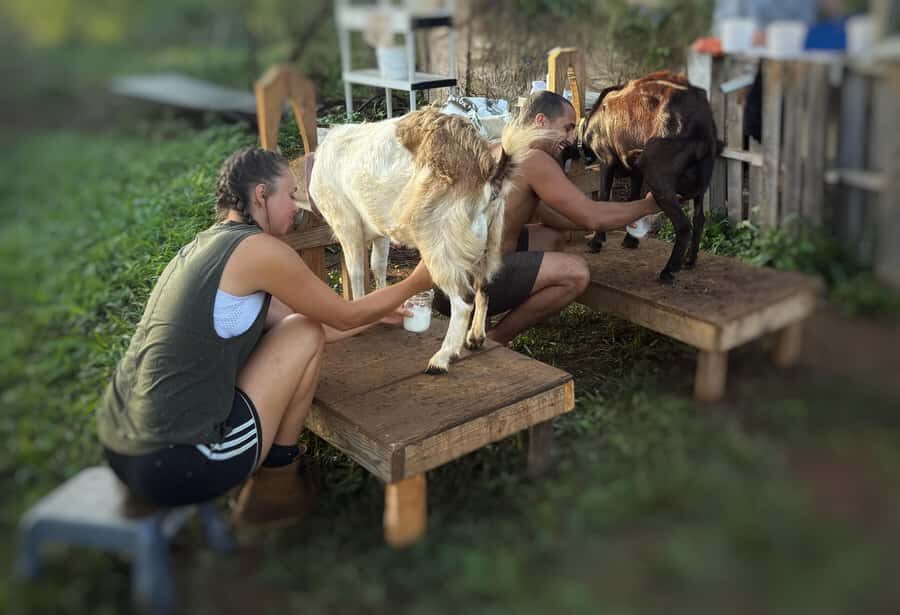 Kauai: Play with Baby Farm Animals & MicroDairy Immersion - What Makes This Tour Stand Out?