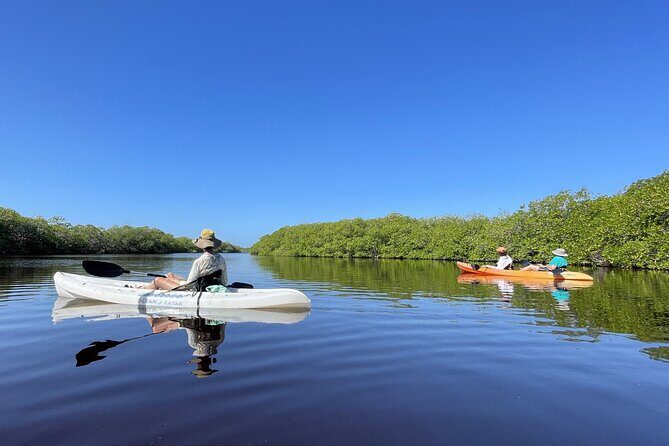 Kayaking in the Mangroves Experience - Who Should Consider This Experience?