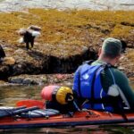Kayaking with Whales and Wildlife - Who Will Love This Tour?