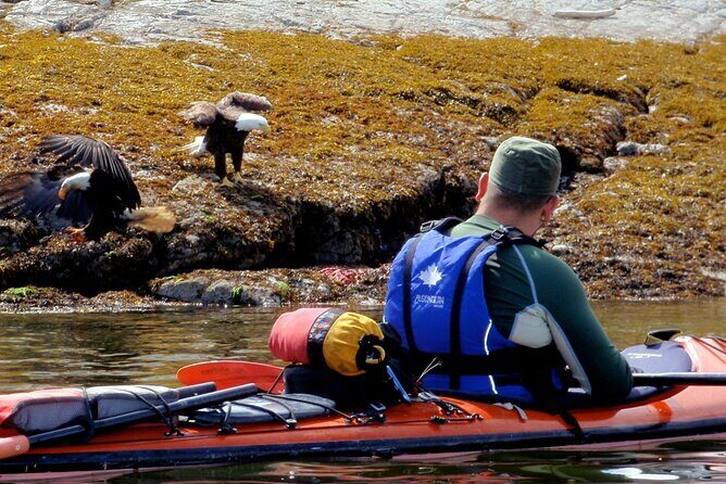 Kayaking with Whales and Wildlife - Who Will Love This Tour?