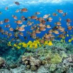 Kealakekua hike and snorkel with Native Hawaiian - What Makes This Tour Special?