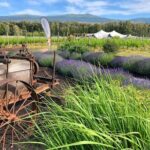 Kelowna Guided E-Bike Wine Tour with Tastings and Okanagan Lunch - The Itinerary in Detail