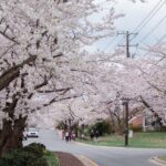 Kenwood Cherry Blossoms: Washington DC Half-Day Escape - An In-Depth Look at the Kenwood Cherry Blossom Tour