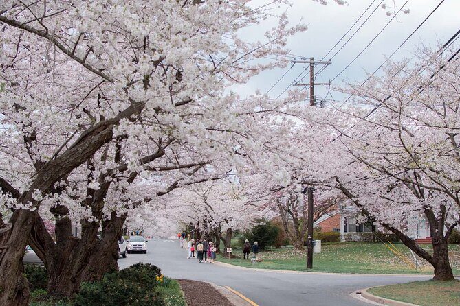 Kenwood Cherry Blossoms: Washington DC Half-Day Escape - An In-Depth Look at the Kenwood Cherry Blossom Tour