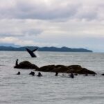 Ketchikan, Alaska: The Mountain Point Snorkeling Adventure - Why This Tour Might Be a Perfect Fit