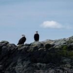 Ketchikan: Lighthouse, Totems & Eagles Excursion - Wildlife and Scenic Highlights