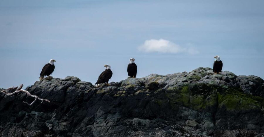 Ketchikan: Lighthouse, Totems & Eagles Excursion - Wildlife and Scenic Highlights
