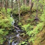 Ketchikan: Tongass Forest Alaska Bigfoot ATV Ride and Hike - What Sets This Tour Apart