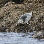 Ketchikan Waterfront & Wildlife Cruise - Wildlife & Nature Encounters