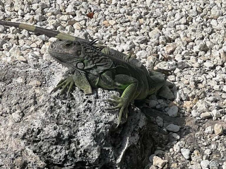 Key Largo: Boat Eco Tour - Who Will Love This Experience?