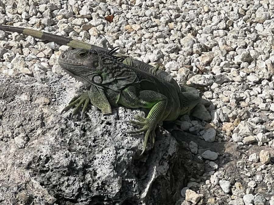 Key Largo: Boat Eco Tour - Who Will Love This Experience?