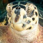 Key Largo Scuba Trip, 2 Location - 65 Min Per Site - Why This Tour Is Worth Considering