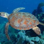 Key Largo: Snorkeling Trip - Who Will Love This Tour?