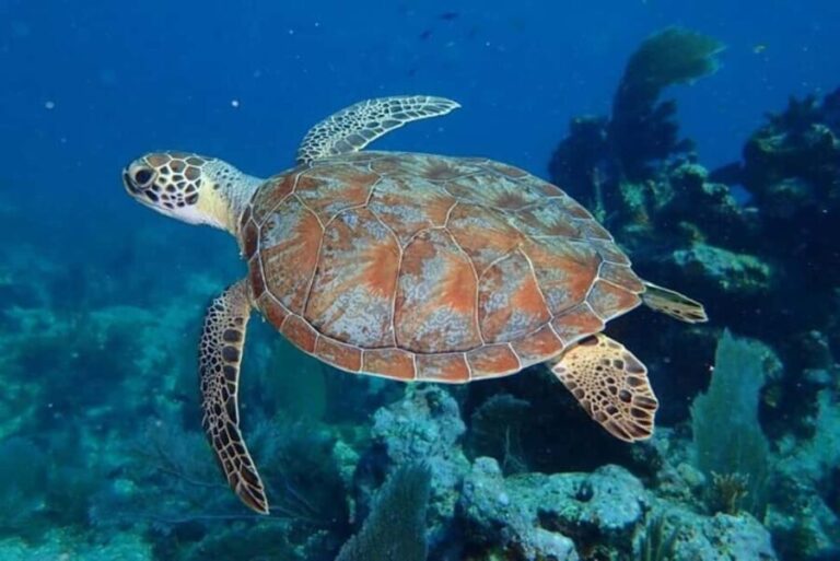 Key Largo: Snorkeling Trip - Who Will Love This Tour?