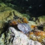 Key West: Scuba Diving Refresher Course - The Sum Up