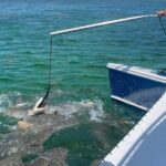 Key West: Shark and Wildlife Viewing Catamaran Tour - Why This Tour Works