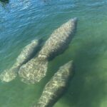 Kings Bay Manatee Watching Cruise - Who Will Love This Tour?