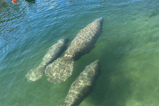 Kings Bay Manatee Watching Cruise - Who Will Love This Tour?