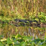Kissimmee 90 minute Everglades Wildlife Airboat Tour - The Practicalities: What You Should Know