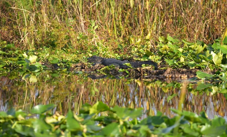 Kissimmee 90 minute Everglades Wildlife Airboat Tour - The Practicalities: What You Should Know
