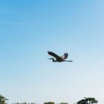 Kissimmee: Everglades Airboat Adventure Tour - Who Should Consider This Tour?