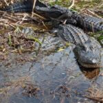 Kissimmee: Everglades Alligator and Wildlife Airboat Tour - The Value of This Tour