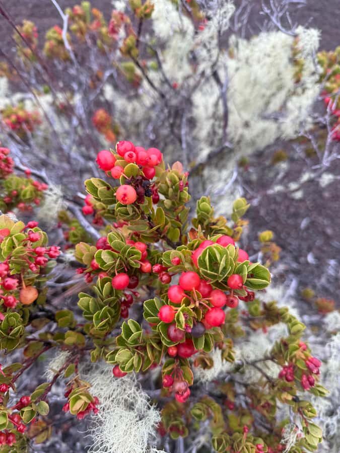 Klauea hike and lava gazing with Native Hawaiian - An Overview of the Experience
