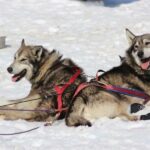 Knik: Winter Dog Sledding Tour - Price and Value: Is It Worth It?