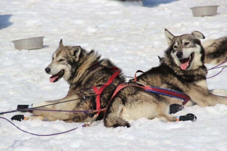 Knik: Winter Dog Sledding Tour - Price and Value: Is It Worth It?