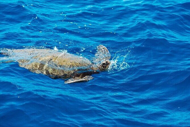 Ko Olina Glass Bottom Boat Tour - Why You Should Consider This Tour