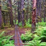 Kodiak: Rainforest Hike with Naturalist Guide - The Value of the Experience