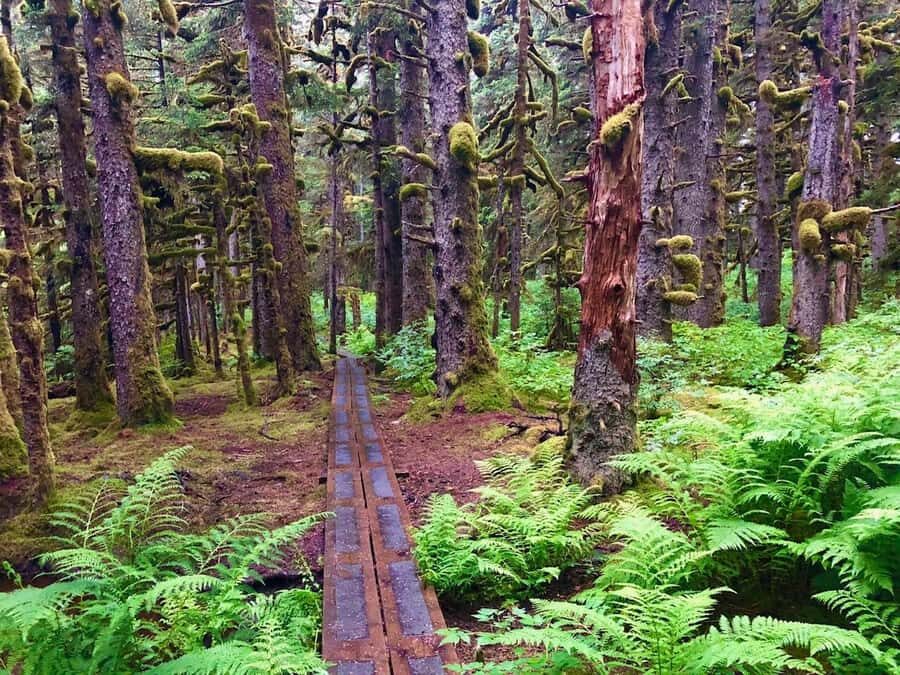 Kodiak: Rainforest Hike with Naturalist Guide - The Value of the Experience
