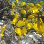 Kona: Afternoon Ali'i Adventure Snorkel and Sail - Final Thoughts: Who Will Love This Tour?