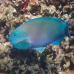 Kona: Captain Cook Snorkel Tour - What Reviewers Say