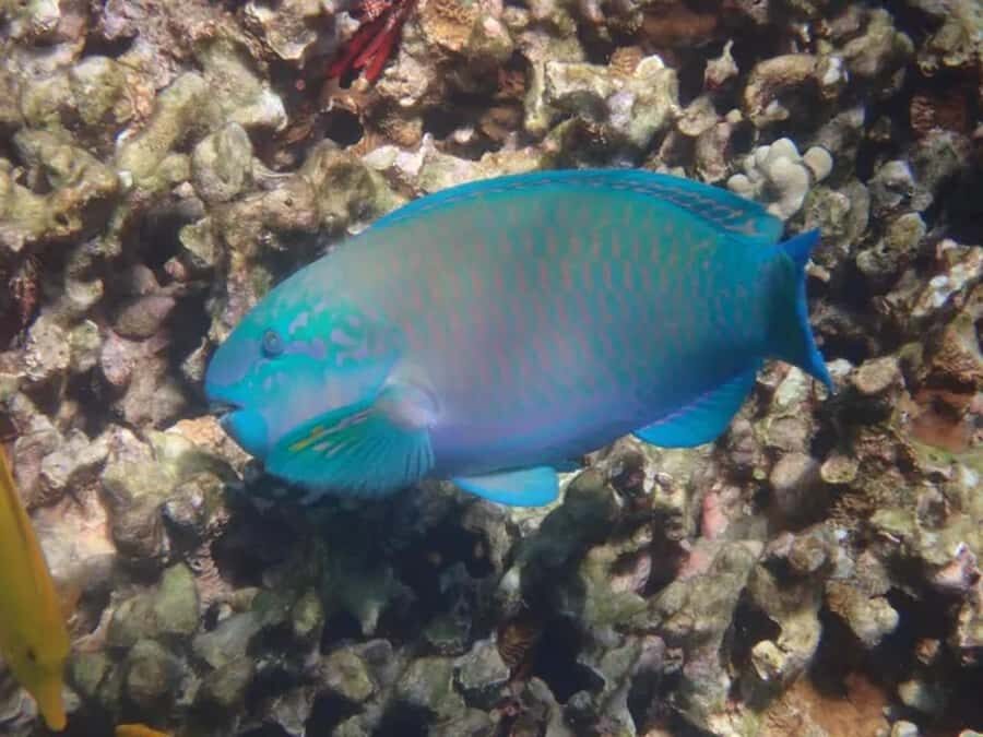 Kona: Captain Cook Snorkel Tour - What Reviewers Say