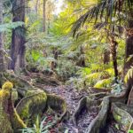 Kona Cloud Forest Sanctuary: Pan-Tropical Trail Guided Walk - The Itinerary: What to Expect