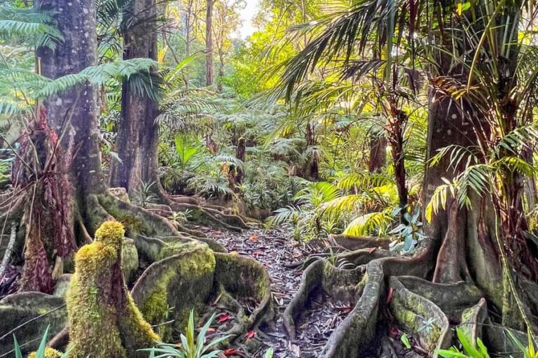 Kona Cloud Forest Sanctuary: Pan-Tropical Trail Guided Walk - The Itinerary: What to Expect