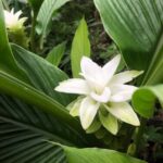 Kona Coast: Rooster Farms Coffee Tasting - Practical Details: What You Need to Know