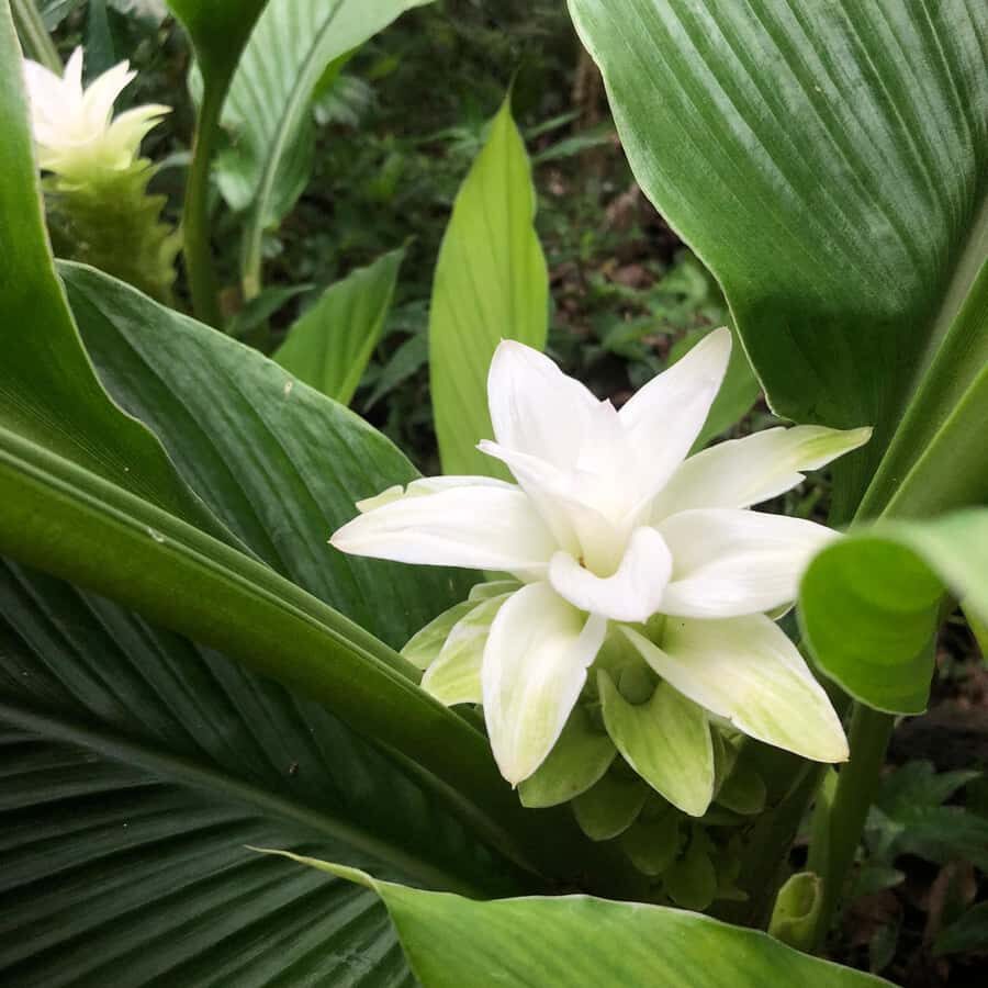 Kona Coast: Rooster Farms Coffee Tasting - Practical Details: What You Need to Know