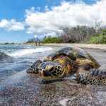 Kona: Coffee and Sea Turtles Tour - What You’ll See and Do