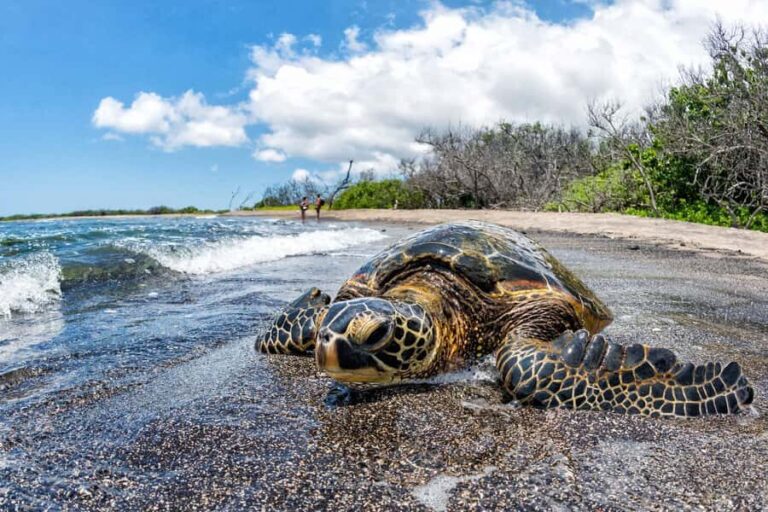 Kona: Coffee and Sea Turtles Tour - What You’ll See and Do